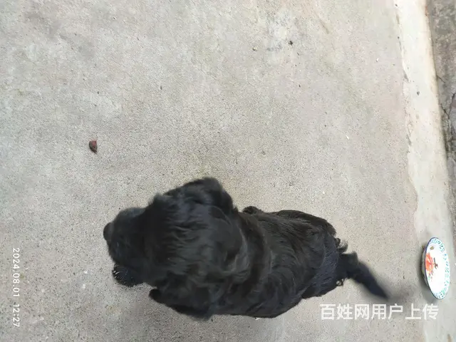纯黑色泰迪宝宝 - 图片 1