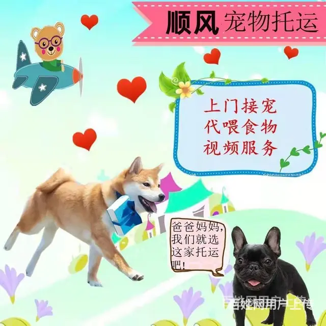 黔西南兴义宠物托运（猫狗）活体邮寄快递（2022宠物运输 ） - 图片 1