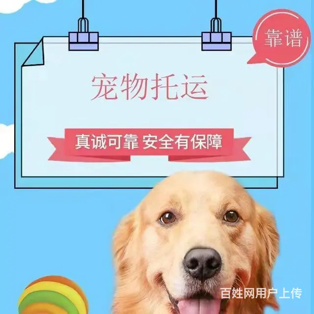 攀枝花盐边宠物托运 （猫狗活体运输）宠物快递至全国 - 图片 3