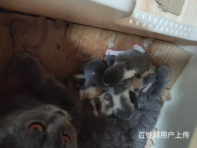 兴城家养蓝猫 - 图片 2