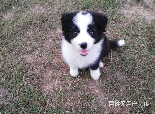 辽阳卖边牧的狗场，小边牧多少钱一只 - 图片 12