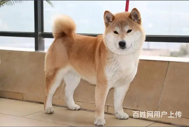 赛级日系柴犬、白脸体正纯种柴犬出售，包空运 - 图片 8