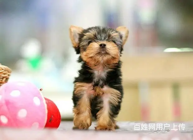 广州买狗首选推荐 正规犬舍 纯种约克夏犬多只待售 - 图片 4