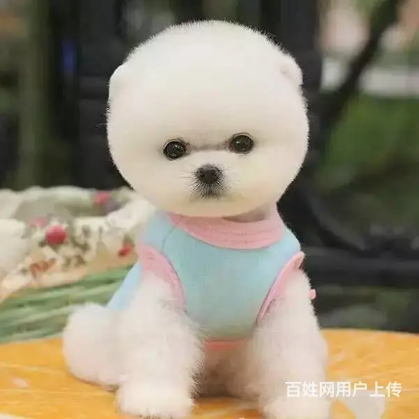 纯种博美多少钱一只，球形博美，哪卖纯种博美 - 图片 1
