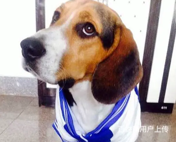 辽阳哪有繁殖比格犬幼犬的，比格犬幼犬多少钱一只 - 图片 1