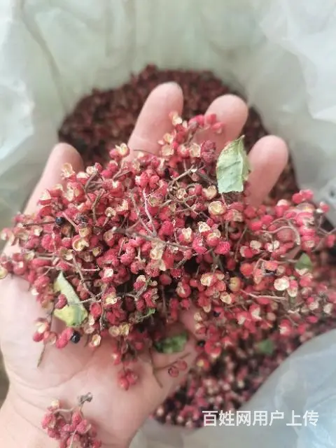 韩城花椒树苗基地地址在哪里 - 图片 2