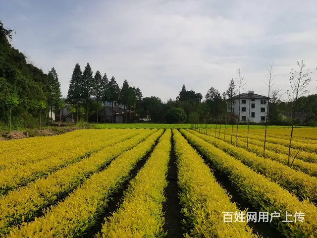 茶苗施肥 自产自销 小戴白茶 - 图片