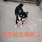 黑柴犬公子借配价格面议