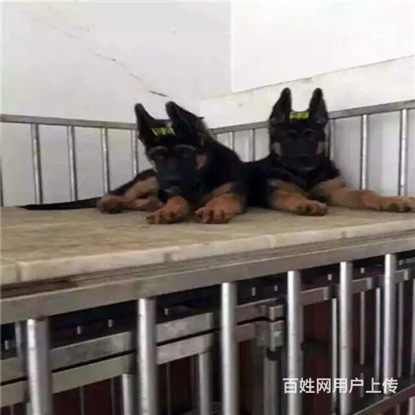 吕梁德牧专卖的地方|德牧纯种批发 - 图片 11