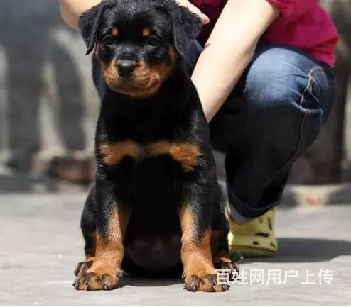 罗威纳幼犬、防暴犬罗威纳、德系、美系罗威纳赛级犬 - 图片 6