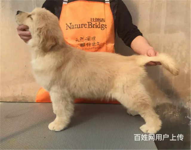 纯种健康金毛幼犬、品种齐全纯正血统 品质有保证 - 图片 2