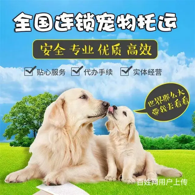 厦门宠物托运 （猫狗活体运输）宠物快递至全国 - 图片 2