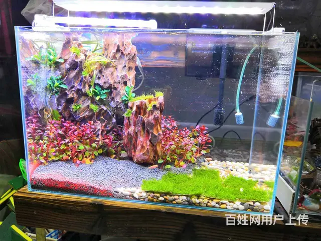 苏州鱼乐天地水族 - 图片 3