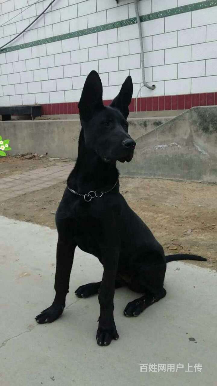 大連黑狼犬什麼價格 兩三個月的黑狼犬什麼價格 哪裡有賣的