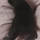 租房0元养小猫一只