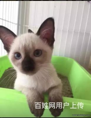 丹东想买暹罗猫到哪里看靠谱，靠谱暹罗猫养殖户的图片