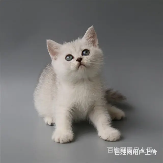 巢湖纯种英短银渐层到手价格 - 图片 5