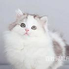 山东威海纯种纯白拿破仑幼猫价钱
