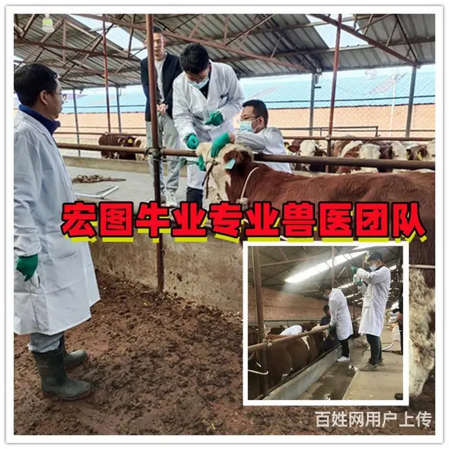 五百斤的 西门塔尔基础母牛 现在什么价 - 图片 2