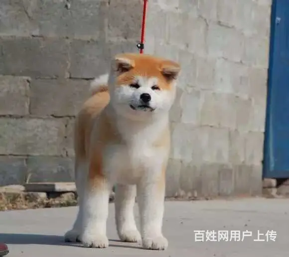 阿克苏【*推荐】秋田犬舍‖秋田养殖场 - 图片 8