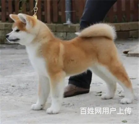 秋田犬舍 出售忠犬八公原型精品日系美系秋田 - 图片 4