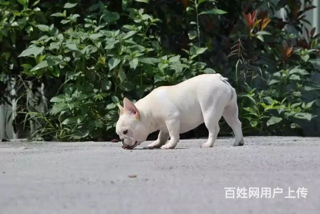 天门本地法斗价格，本地哪儿可以买到法斗 - 图片 11