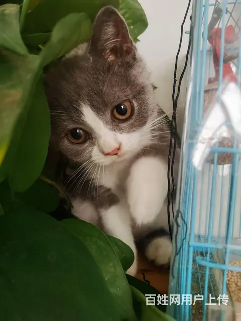 为爱猫寻找主人了…… - 图片
