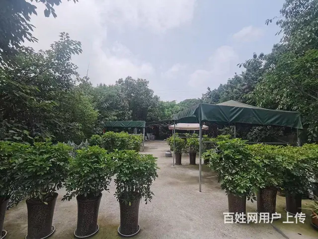 旺铺居）洞天公园KTV+茶楼客源稳定整体转让或出租 - 图片 11