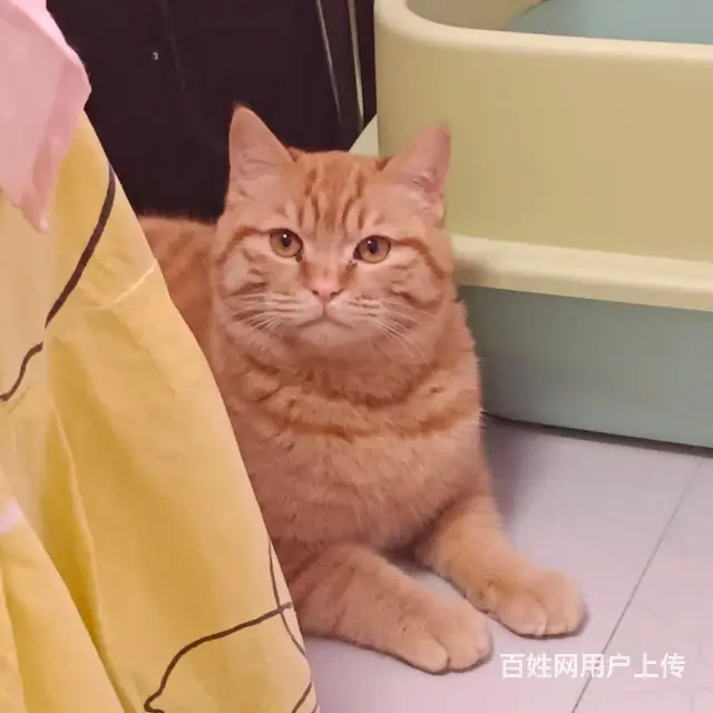 家养橘猫找个好人家 - 图片 1