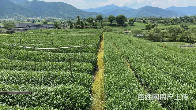 丽水松阳招采茶工，中国茶叶之乡，浙南茶叶市场欢迎你 - 图片 2