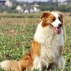 普洱上哪可以看到边牧犬舍，边牧犬舍地址位置