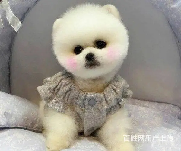 纯种哈多利博美犬 纯种球体白色博美幼犬供您选 - 图片 4