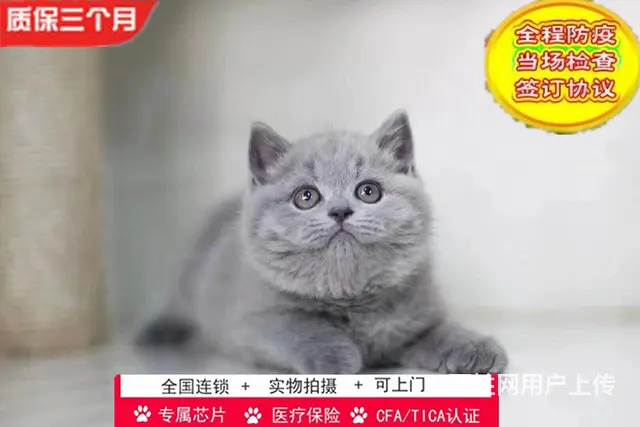 哪里有英短蓝猫卖的 蓝猫怎么养 英短蓝猫多少钱 - 图片 6