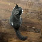 蓝猫出售