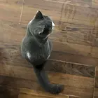 蓝猫出售