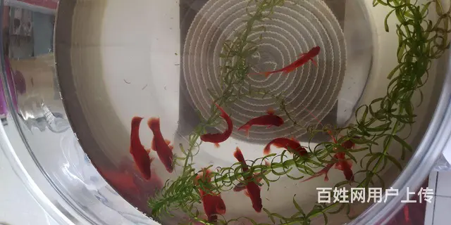 红箭鱼便宜卖了，因换别的鱼了便宜处理 - 图片 1