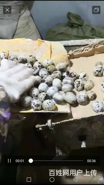 鹌鹑变蛋机时产五万枚彭师傅变蛋机周口皮蛋机 - 图片