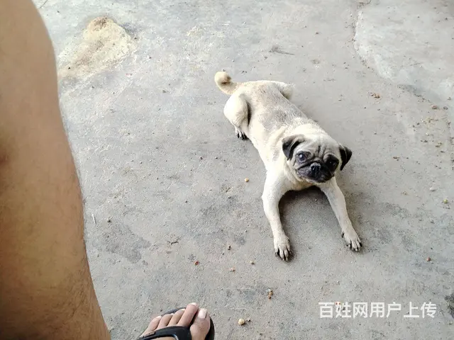二年鹰板母巴哥，健康听话，没时间打理，500块， - 图片 3