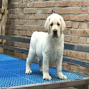 纯种拉布拉多 巡回犬 导盲犬 优惠价出售 完美售后
