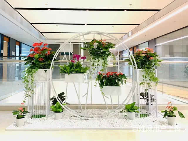 开业花篮鲜花绿植出租租赁绿萝发财树金钱树出租蝴蝶兰 - 图片 5