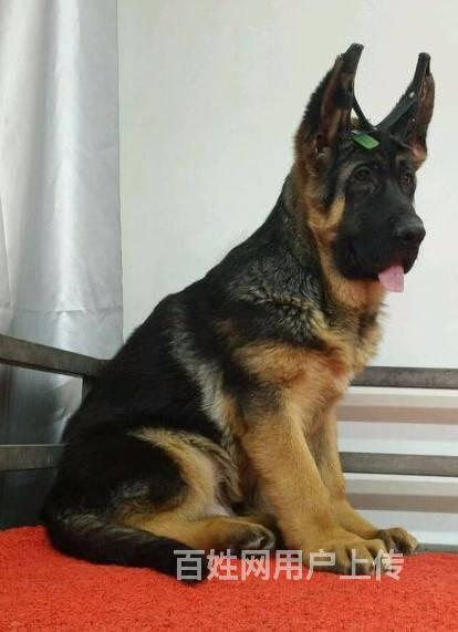 出售大头锤系德国牧羊犬 纯种德牧 京博犬业