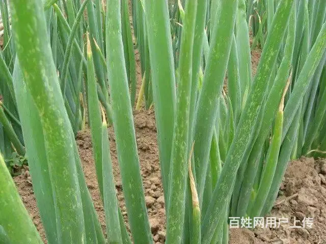 防治抗性蓟马解决方案蓟马用药 - 图片 5