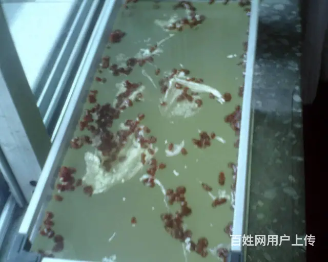 海螺 - 图片 2