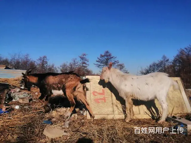 配种山羊出售 - 图片 1