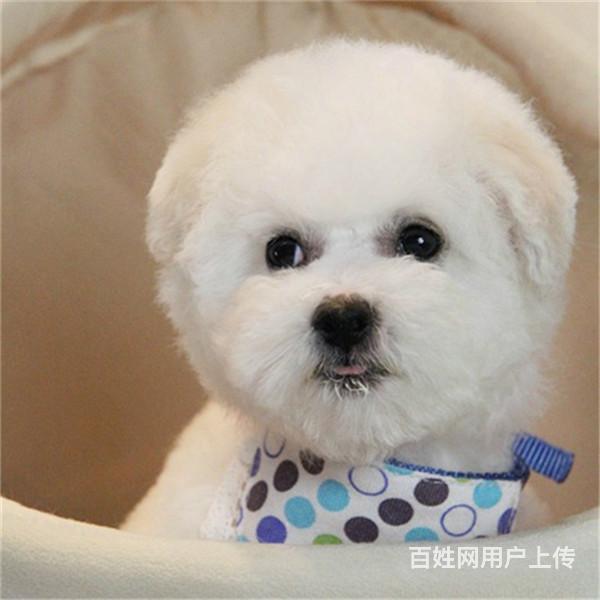 红河去哪里买比熊靠谱一点 买比熊的靠谱途径的图片