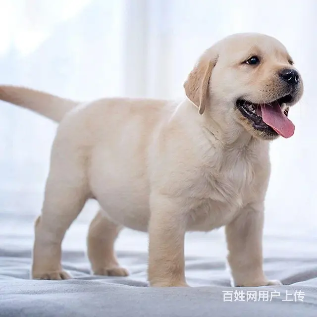 纯种金毛 拉布拉多幼犬 厂家直销 包配送 - 图片 2