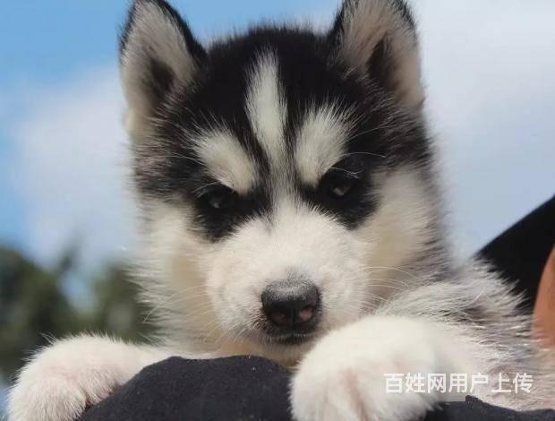 純種哈士奇幼犬多少錢 夢幻色哈士奇 高品質哈士奇犬