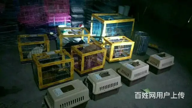 宿州中天宠物托运有限公司 - 图片 7