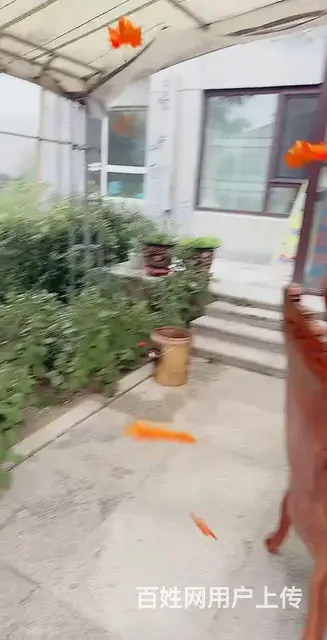 个人急售一楼带花园商住两用 - 图片 8