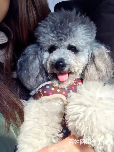 灰色贵宾犬免费领养 - 图片